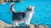 Beautiful Relaxing Music For Cat Peaceful Harp Music That Cats Love Relax With Ocean Wave Sound