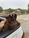Rare Antique 1930s Brass Eagle Elkhart Fire Fighter Truck Hose Control Holder