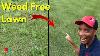Want A Weed Free Lawn Step By Step Guide For Cool And Warm Season Grass